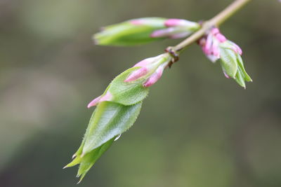 Close-up of flowering plant