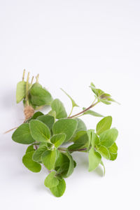 Close-up of leaves against white background