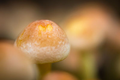 Close-up of plant against blurred background