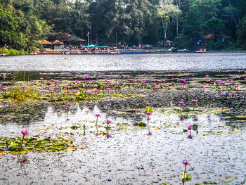 Plants growing on footpath
