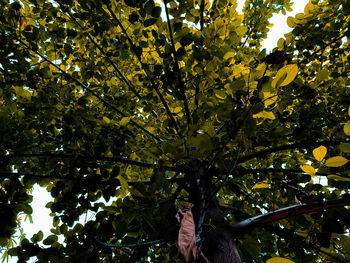 Low angle view of trees against clear sky