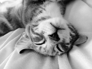 Close-up of cat relaxing