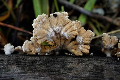 Close-up of frozen flowers on wood