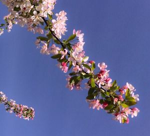 Low angle view of flowers blooming on tree