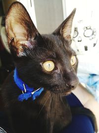 Close-up of cat looking away at home