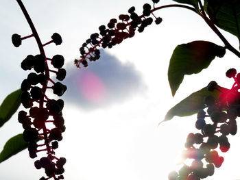 Low angle view of berries growing on plant against sky