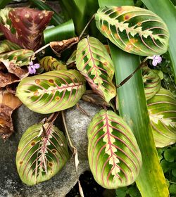 High angle view of flowering plant