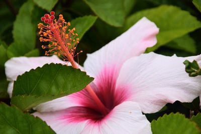 Close-up of pink flower