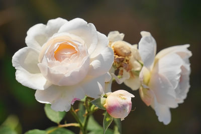 Close-up of blooming white roses by natural light