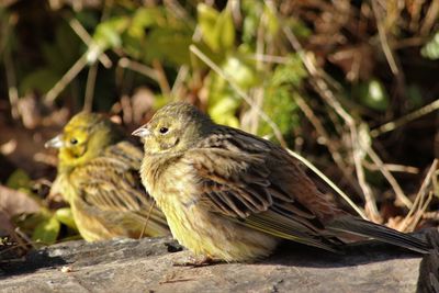 Close-up of bird perching outdoors