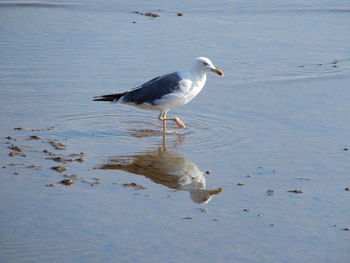Seagull wading on a beach in asturias, spain.