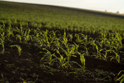 Crops growing on field