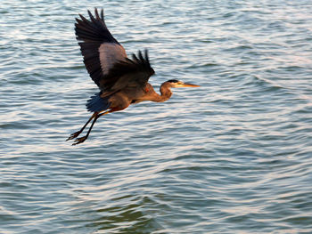 Bird flying over water