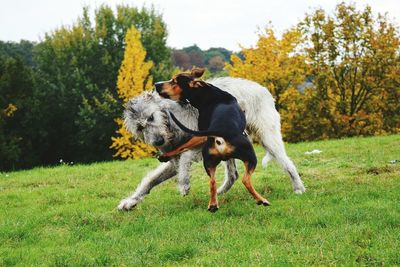 Dog on field against trees