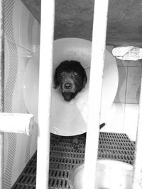 Portrait of dog in cage
