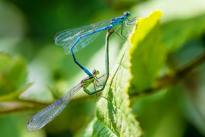 Close-up of grasshopper