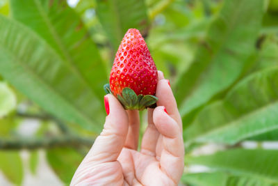 Cropped hand of woman holding strawberry