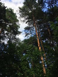 Low angle view of trees against sky