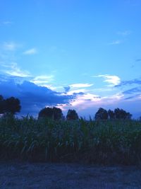 Trees on field against blue sky