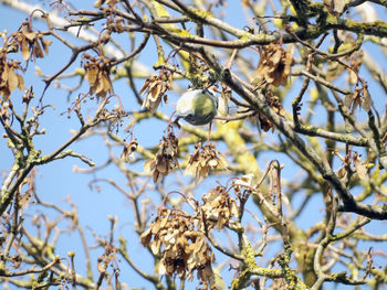 Low angle view of flowering plants on tree