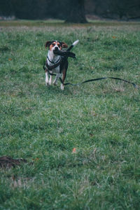 Dog running on field