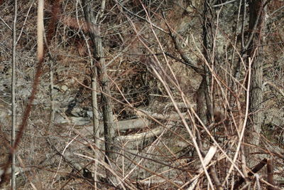 Bare trees in forest