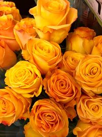 Full frame shot of yellow roses