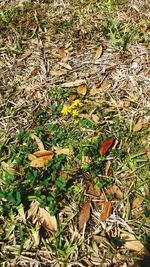 Autumnal leaves on field