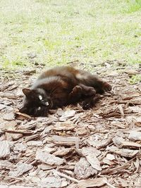 Cat relaxing on grass