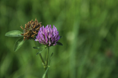 Close-up of purple pollinating flower