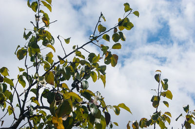 Low angle view of berries growing on tree against sky