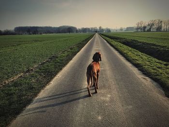 Dog on road amidst field against sky