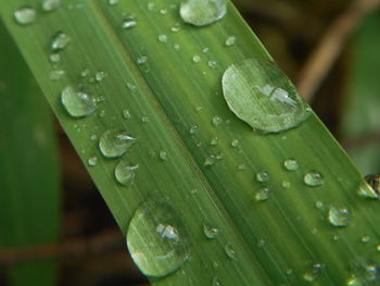 Close-up of raindrops on wet leaf