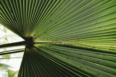 Low angle view of leaf