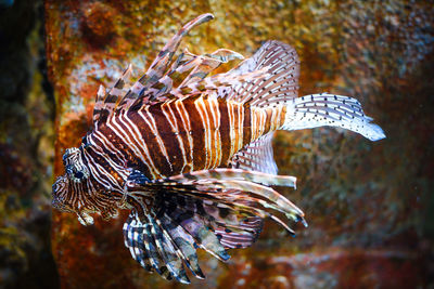 lionfish