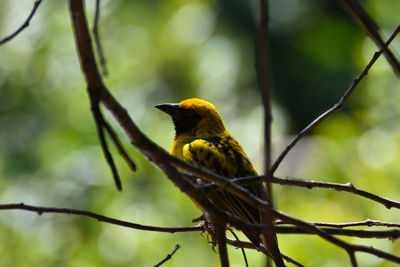 Yellow southern masked weaver bird ploceus velatus