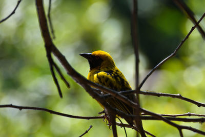 Close-up of bird perching on branch