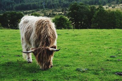 Horse in a field