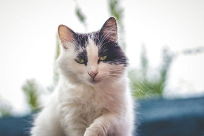 Close-up portrait of cat