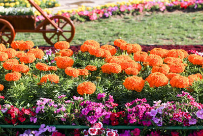 Orange flowers blooming at zawra park