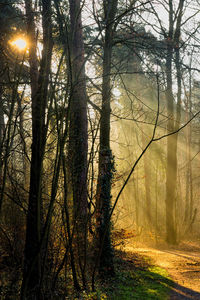 Sunbeam streaming through bare trees in forest