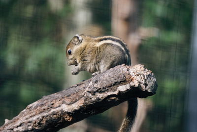 Side view of squirrel on branch