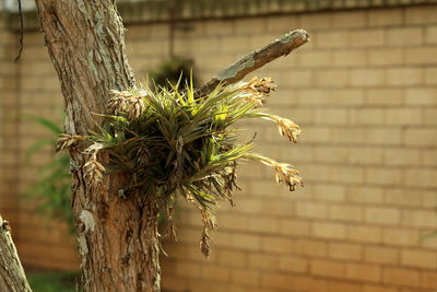 Close up of cactus plant