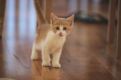 pet