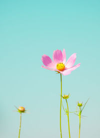 Close-up of pink cosmos flower against sky