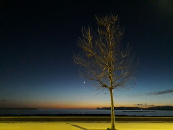 Bare tree on field against clear sky