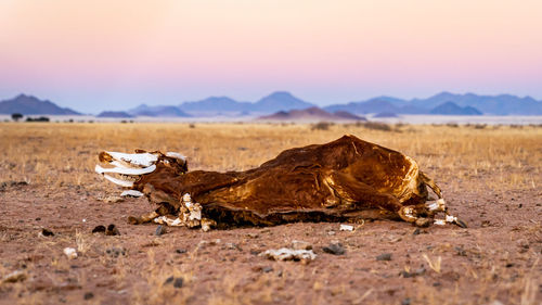 Dead cow in the desert