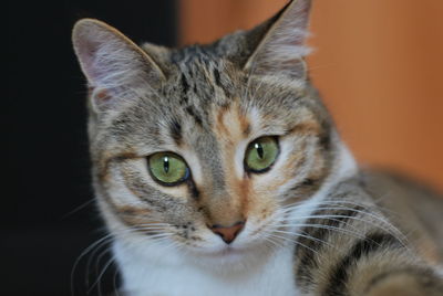 Close-up portrait of cat