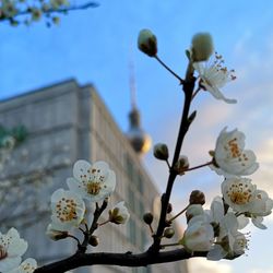 Low angle view of cherry blossoms against sky