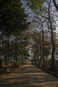 Empty road along trees